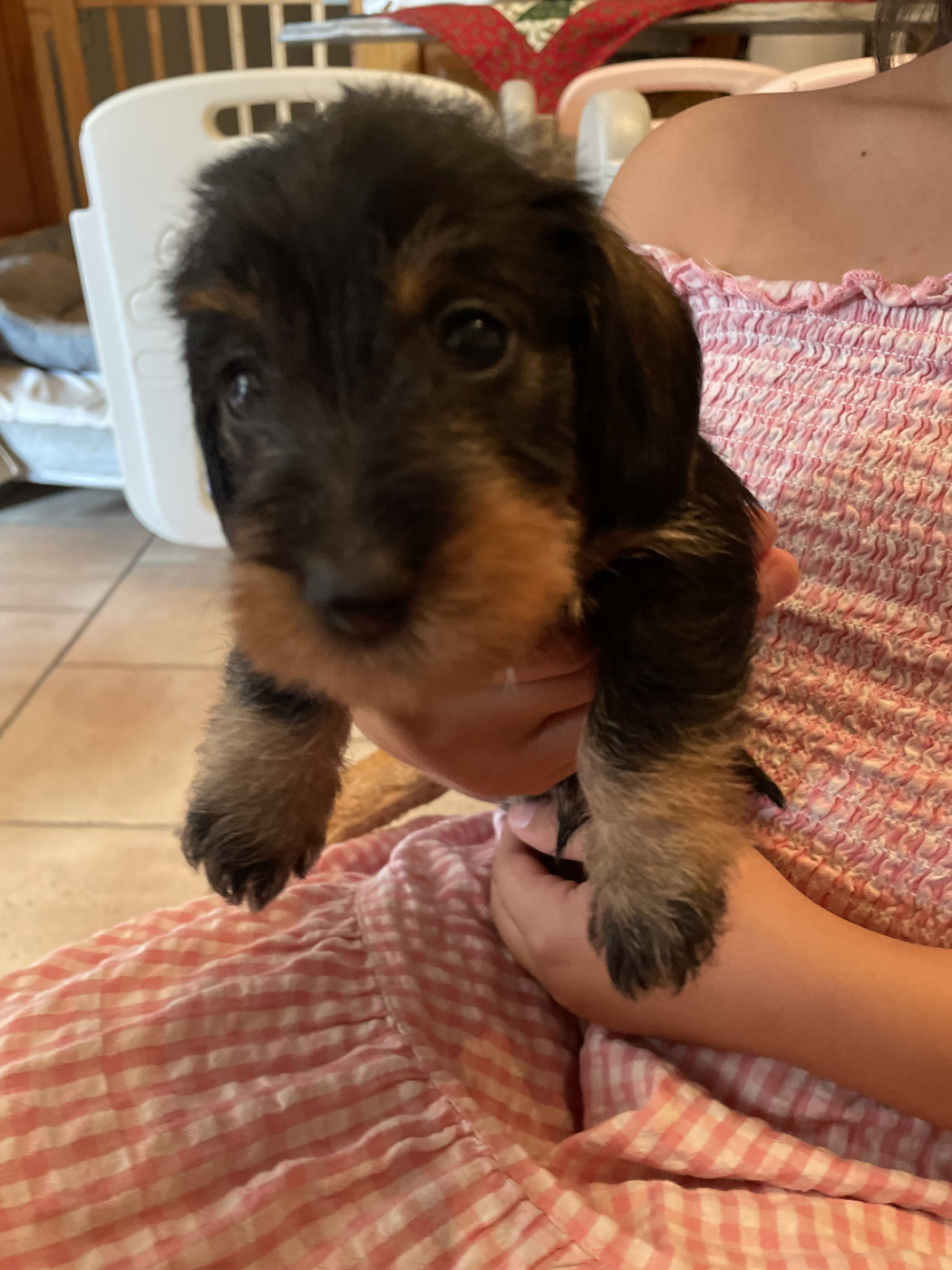 Du Hameau De La Forêt Noire - Chiots disponibles - Teckel poil dur