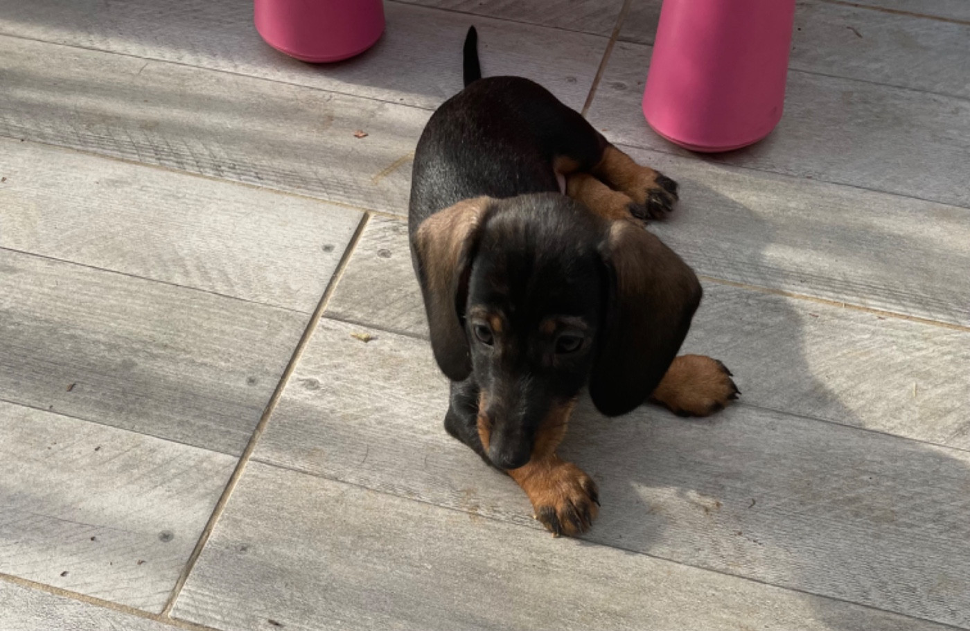 Du Hameau De La Forêt Noire - Chiots disponibles - Teckel poil dur