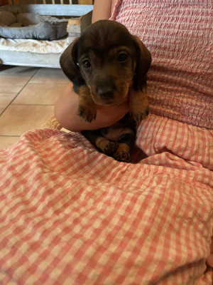 Chiot N°1