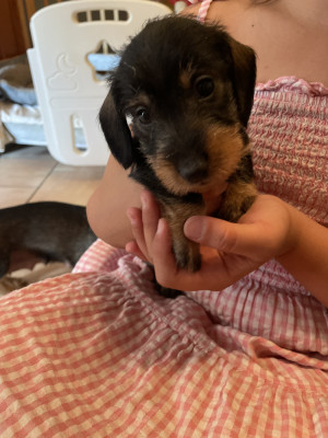 Chiot N°2