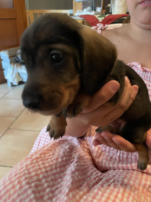 Chiot N°4
